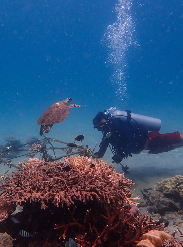 An underwater diver with a hawksbill turtle at a reef in the Coral Triangle — coral reefs